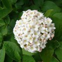 Viburnum x carcephalum